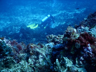 A person in scuba diving gear swimming through a coral reef.